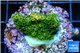 Acropora gold Indonesia 2-3 cm WYSIWYG acclimaté