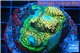Acropora gold base rock 4-6 cm WYSIWYG acclimaté
