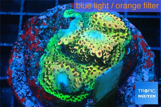 Acropora gold base rock 4-6 cm WYSIWYG acclimaté