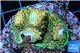 Acropora gold base rock 4-6 cm WYSIWYG acclimaté