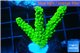 Acropora full neon green 3-5 cm WYSIWYG acclimaté