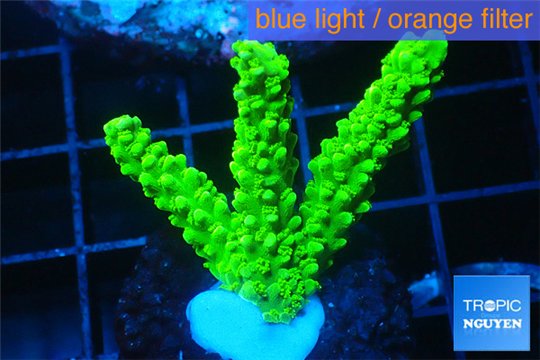 Acropora full neon green 3-5 cm WYSIWYG acclimaté