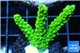 Acropora full neon green 3-5 cm WYSIWYG acclimaté