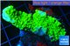Acropora full neon green 3-5 cm WYSIWYG acclimaté