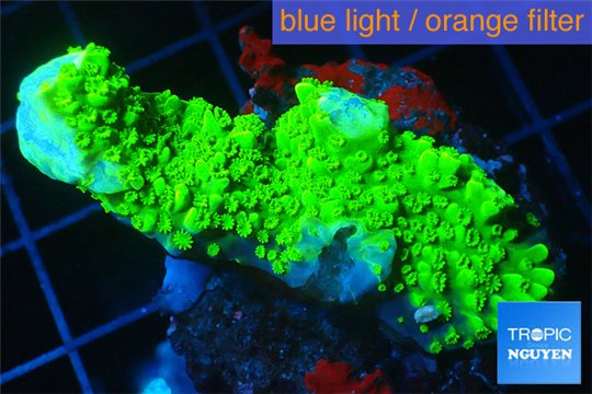 Acropora full neon green 3-5 cm WYSIWYG acclimaté