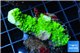 Acropora full neon green 3-5 cm WYSIWYG acclimaté