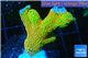 Montipora red fire forest 3-5 cm WYSIWYG acclimaté