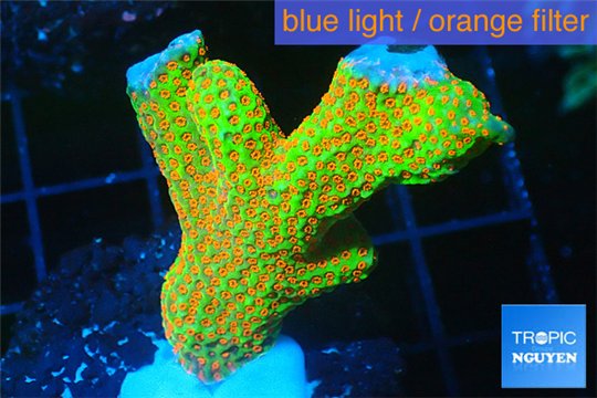 Montipora red fire forest 3-5 cm WYSIWYG acclimaté