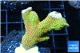 Montipora red fire forest 3-5 cm WYSIWYG acclimaté