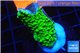 Acropora full neon green 2-3 cm WYSIWYG acclimaté