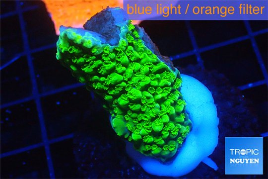 Acropora full neon green 2-3 cm WYSIWYG acclimaté
