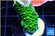 Acropora full neon green 2-3 cm WYSIWYG acclimaté