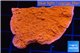 Montipora capricornis red 3-4 cm WYSIWYG acclimaté