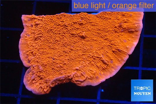 Montipora capricornis red 3-4 cm WYSIWYG acclimaté
