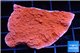 Montipora capricornis red 3-4 cm WYSIWYG acclimaté