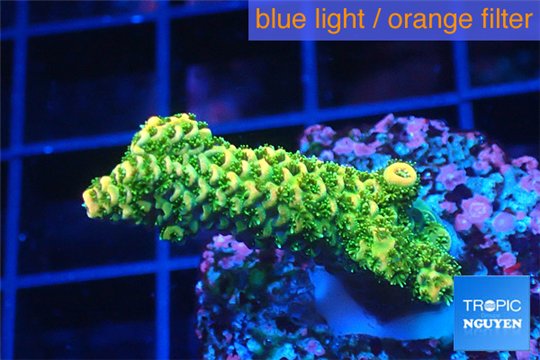 Acropora gold Indonesia 2-4 cm WYSIWYG acclimaté