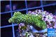Acropora gold Indonesia 2-4 cm WYSIWYG acclimaté