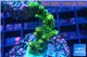Acropora gold Indonesia 3-4 cm WYSIWYG acclimaté