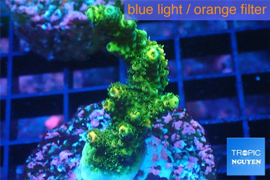 Acropora gold Indonesia 3-4 cm WYSIWYG acclimaté