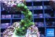 Acropora gold Indonesia 3-4 cm WYSIWYG acclimaté