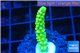 Acropora full neon green 2-3 cm WYSIWYG acclimaté
