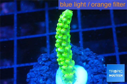 Acropora full neon green 2-3 cm WYSIWYG acclimaté