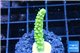 Acropora full neon green 2-3 cm WYSIWYG acclimaté