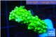 Acropora full neon green 2-4 cm WYSIWYG acclimaté