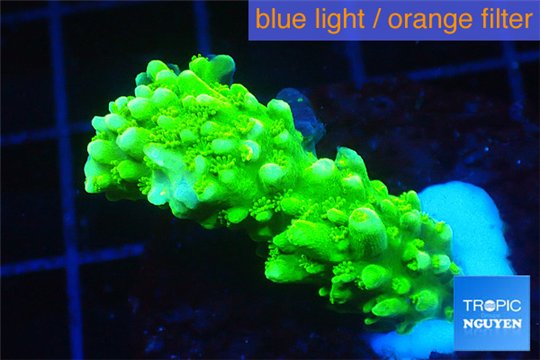 Acropora full neon green 2-4 cm WYSIWYG acclimaté