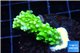 Acropora full neon green 2-4 cm WYSIWYG acclimaté