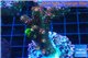 Acropora pink & green Indonesia 3-5 cm WYSIWYG acclimaté