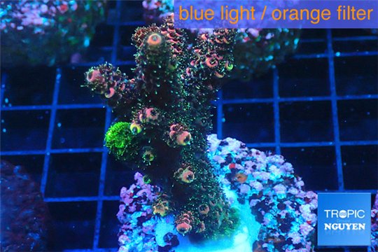 Acropora pink & green Indonesia 3-5 cm WYSIWYG acclimaté