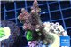 Acropora pink & green Indonesia 3-5 cm WYSIWYG acclimaté