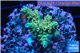 Acropora green purple Indonesia 2-3 cm WYSIWYG acclimaté