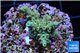 Acropora green purple Indonesia 2-3 cm WYSIWYG acclimaté