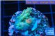 Acropora green purple Indonesia 1-2 cm WYSIWYG acclimaté