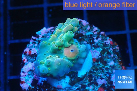 Acropora green purple Indonesia 1-2 cm WYSIWYG acclimaté