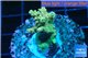Acropora green Indonesia 2-4 cm WYSIWYG acclimaté