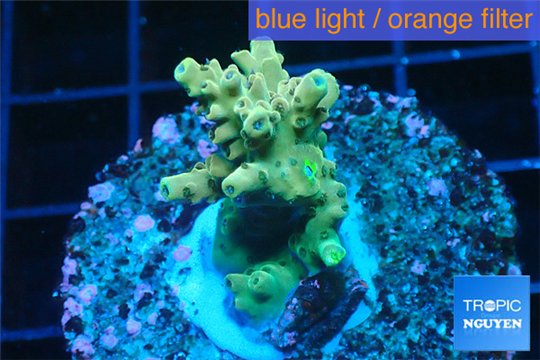 Acropora green Indonesia 2-4 cm WYSIWYG acclimaté