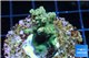 Acropora green Indonesia 2-4 cm WYSIWYG acclimaté