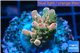 Acropora pink sunrise Indonesia 2-3 cm WYSIWYG acclimaté