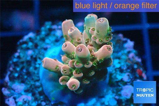 Acropora pink sunrise Indonesia 2-3 cm WYSIWYG acclimaté