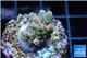 Acropora pink sunrise Indonesia 2-3 cm WYSIWYG acclimaté