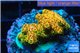 Acropora mango Indonesia 2-4 cm WYSIWYG acclimaté