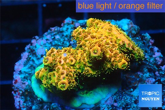 Acropora mango Indonesia 2-4 cm WYSIWYG acclimaté