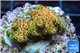 Acropora mango Indonesia 2-4 cm WYSIWYG acclimaté