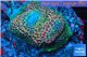 Acropora pink & green base rock 4-6 cm WYSIWYG acclimaté