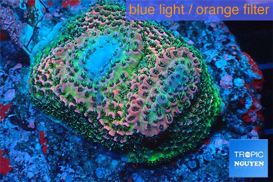 Acropora pink & green base rock 4-6 cm WYSIWYG acclimaté