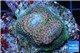 Acropora pink & green base rock 4-6 cm WYSIWYG acclimaté