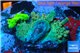 Acropora green & blue tip base rock 4-6 cm WYSIWYG acclimaté